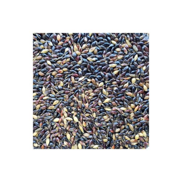 Semente Capim Sudão BRS Estribo