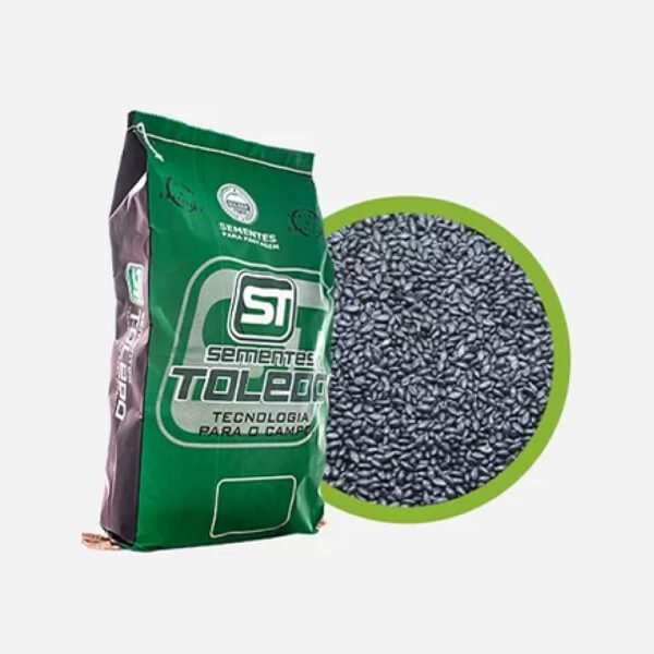 Semente Capim Mombaça